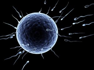 sperm_race.jpg