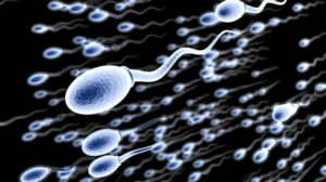 sperm.shutterstock.jpg