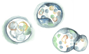 A watercolor illustration of three circular cells, each containing various colored circles, representing cellular structures and complexity.