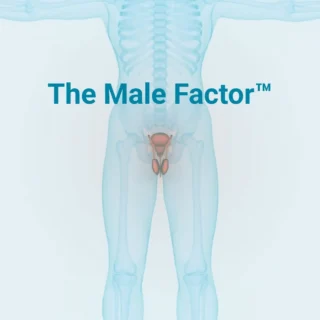 Why Male Fertility Holds the Key to Pregnancy

The Male Factor - Why We Treat Both Partners. In The Yinstill Fertility Method™, male fertility is not optional. It’s essential.

In this video, we cover The Male Factor - a bold redefinition of fertility care that finally puts the spotlight on the man’s role in conception, pregnancy success, and future child health.

*🎯 You’ll learn:*

Why sperm contributes far more than just DNA
How male fertility affects embryo quality, miscarriage risk, and epigenetics
The science behind 90-day sperm optimization
The critical role men play in creating safety for their partners, biologically and emotionally
Why being a dad starts before conception**

If you’re a couple starting your fertility journey, this video is your invitation to a new standard of care, one where men are not backup… they are part of the solution.

Because she needs you, and it starts today.

#TheMaleFactor #SpermHealthMatters #ModernFatherhood #FertilityJourney #YinstillFertilityMethod #MaleFertility #CoupleCenteredCare #InfertilityAwareness #IVFsupport #90DayPlan #fertility #infertility #getpregnant